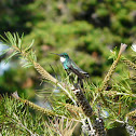 White-throated Hummingbird