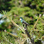 White-throated Hummingbird