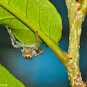 Jumping Spider