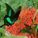Banded Peacock