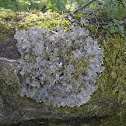 Peltigera