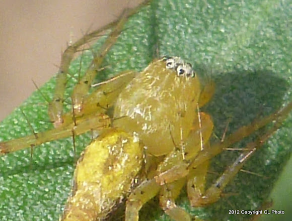 Spotting Image 1