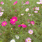 Garden Cosmos