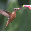 Cinnamon Hummingbird