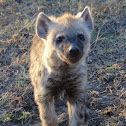 Spotted Hyena