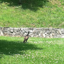 Turkey