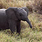 African elephant