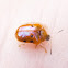 Golden Tortoise Beetle