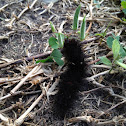 Giant Leopard Moth
