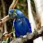 Hyacinth macaw