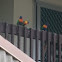 Rainbow Lorikeets