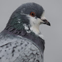 Rock Pigeon