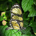 Themisto Amberwing