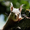 Squirel