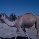 Dromedary