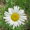 Oxeye daisy