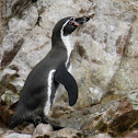 Humboldt Penguin - Pinguim de Humboldt