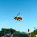 Honey Bee