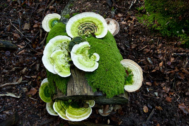 Turkey tail