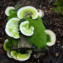 Turkey tail