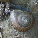 Land Snail