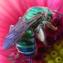 Metallic Green Bee
