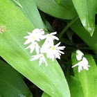 Ramsons  or Wild Garlic