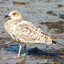 Western Gull