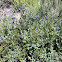 Purple nightshade or chaparral nightshade