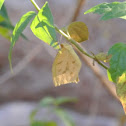 Tailed Orange