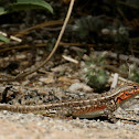 Western Sagebrush Lizard