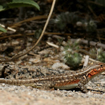 Angeles National Forest Wildlife, in the San Gabriel Mountains, Southern California