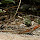 Angeles National Forest Wildlife, in the San Gabriel Mountains, Southern California