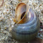 Channeled Apple Snail shell