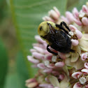 Bumble bee