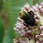 Bumble bee
