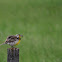Western Meadowlark