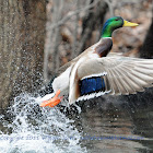 Mallard Duck