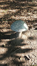 Stone Mushroom 