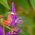 Cotton Stainer Bug
