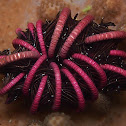 Crinoid