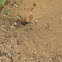 Fire ant