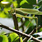 Mexican Bush Katydid