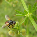 Bicolor Tachinid Fly