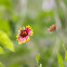 Indian Blanket