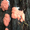 Raspberry slime mold