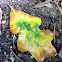 Burr Oak