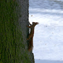 Eurasian red squirre