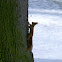 Eurasian red squirre