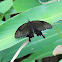 Asian Swallowtail